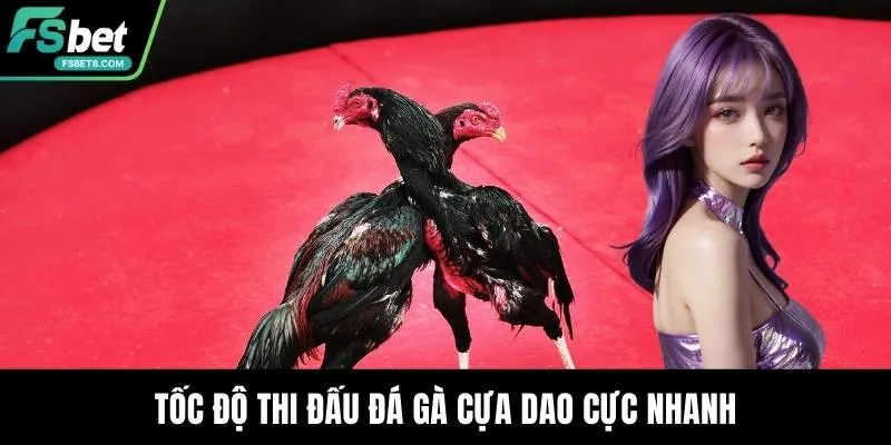 Đá Gà Cựa Dao - Nơi Những Chiến Kê Thỏa Sức Thi Đấu