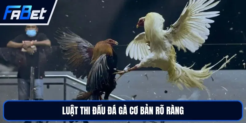 Đá Gà FABET - Trải Nghiệm Sảnh Đấu Trực Tiếp Hấp Dẫn
