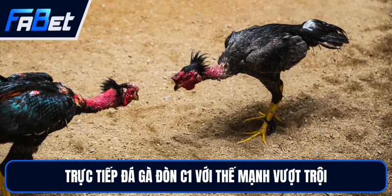 Trực Tiếp Đá Gà Đòn C1 FABET - Theo Dõi Đối Kháng Đỉnh Cao